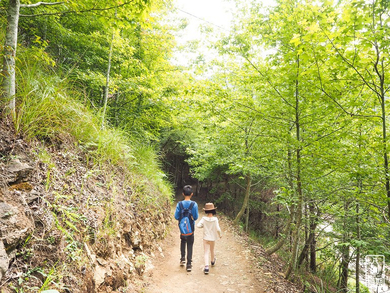 司馬庫斯神木群步道