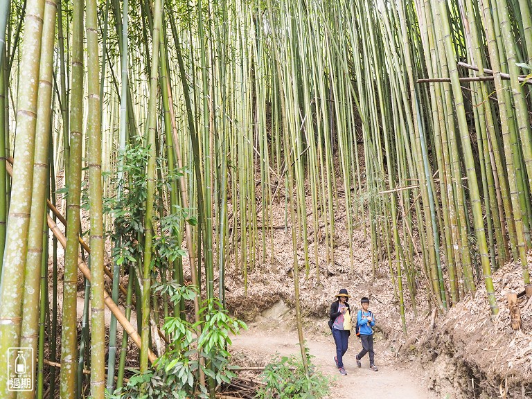 司馬庫斯神木群步道