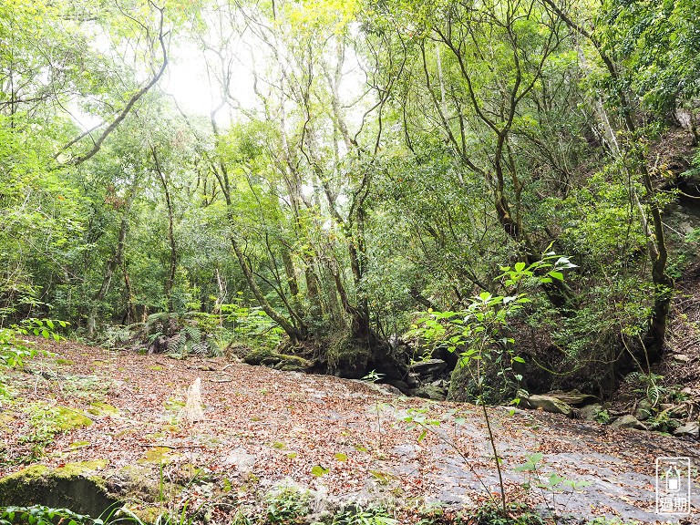 司馬庫斯神木群步道