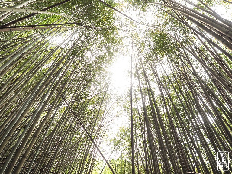 司馬庫斯神木群步道