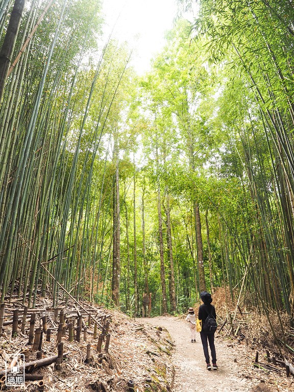 司馬庫斯神木群步道