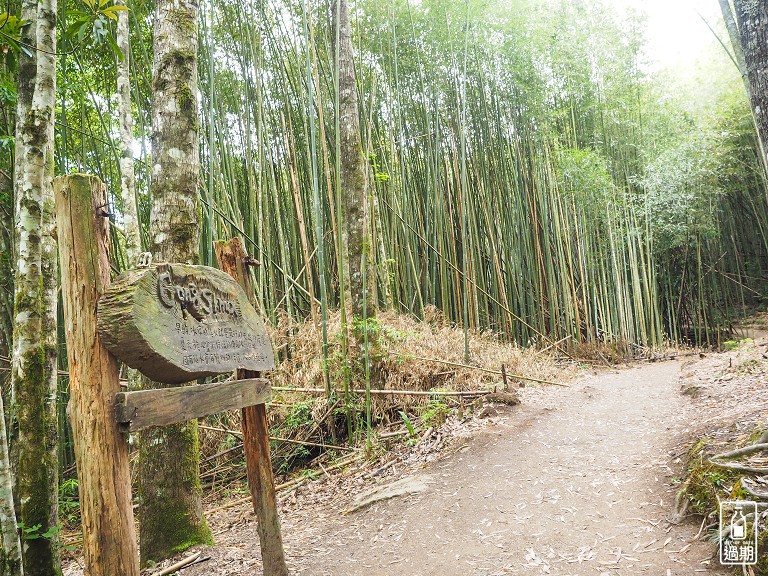 司馬庫斯神木群步道