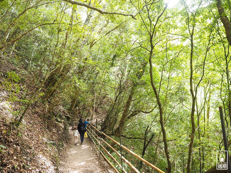 司馬庫斯神木群步道