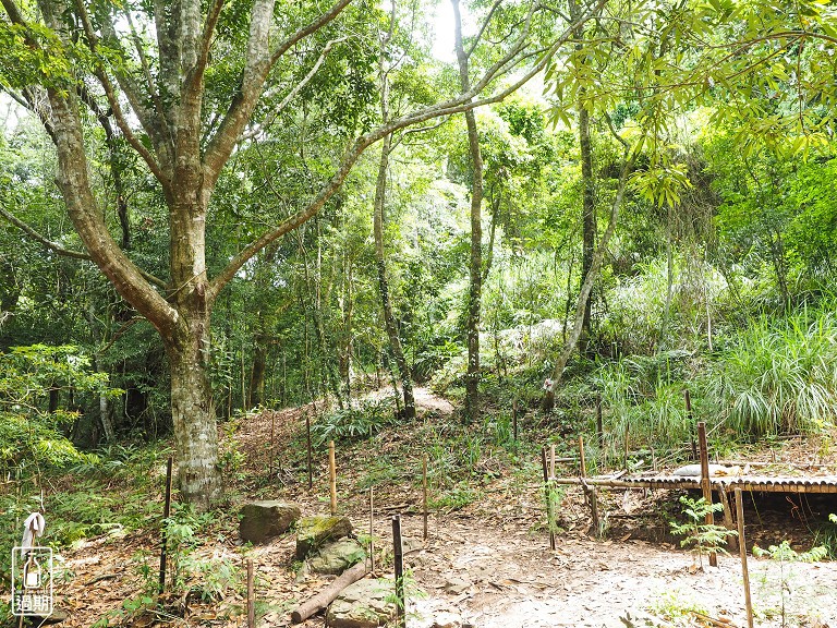 司馬庫斯神木群步道