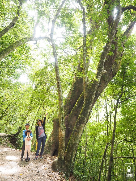 司馬庫斯神木群步道