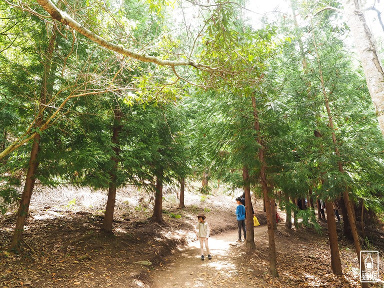 司馬庫斯神木群步道