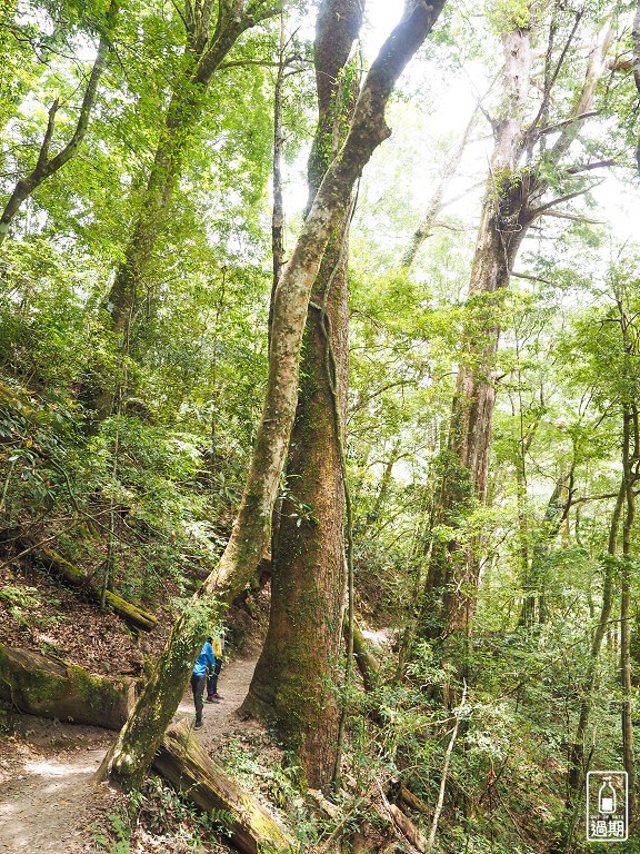 司馬庫斯神木群步道