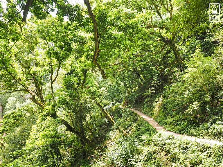 司馬庫斯神木群步道