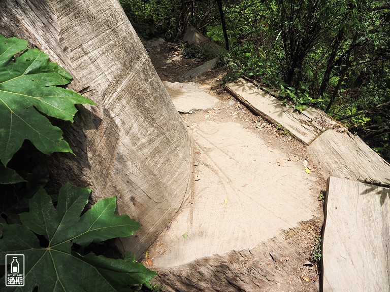 司馬庫斯神木群步道