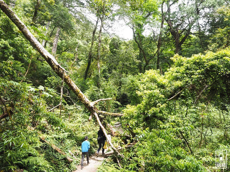 司馬庫斯神木群步道