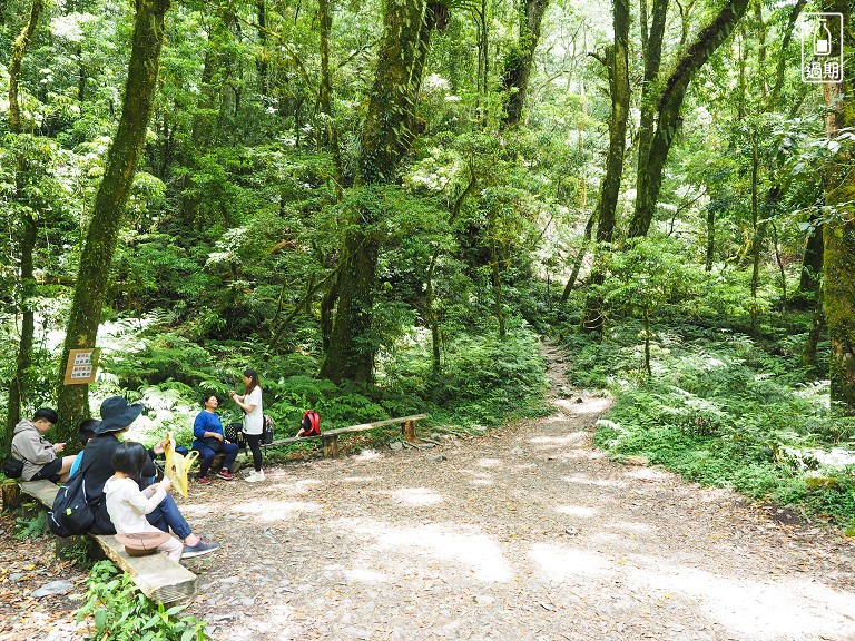 司馬庫斯神木群步道