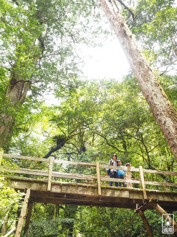 司馬庫斯神木群步道