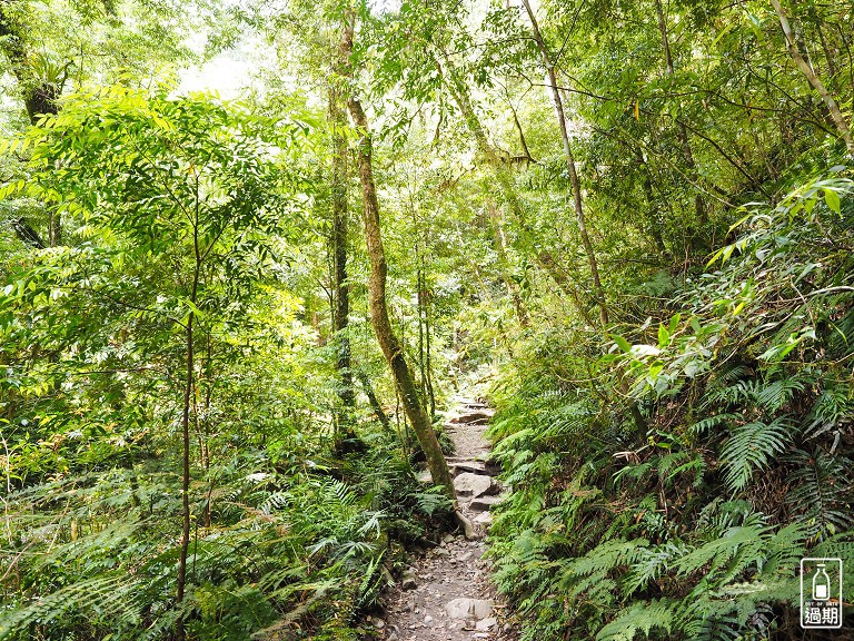 司馬庫斯神木群步道