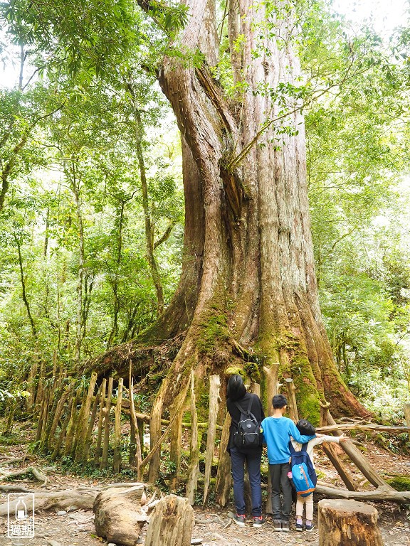 司馬庫斯神木群步道