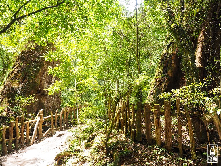 司馬庫斯神木群步道