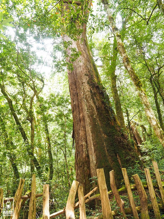 司馬庫斯神木群步道