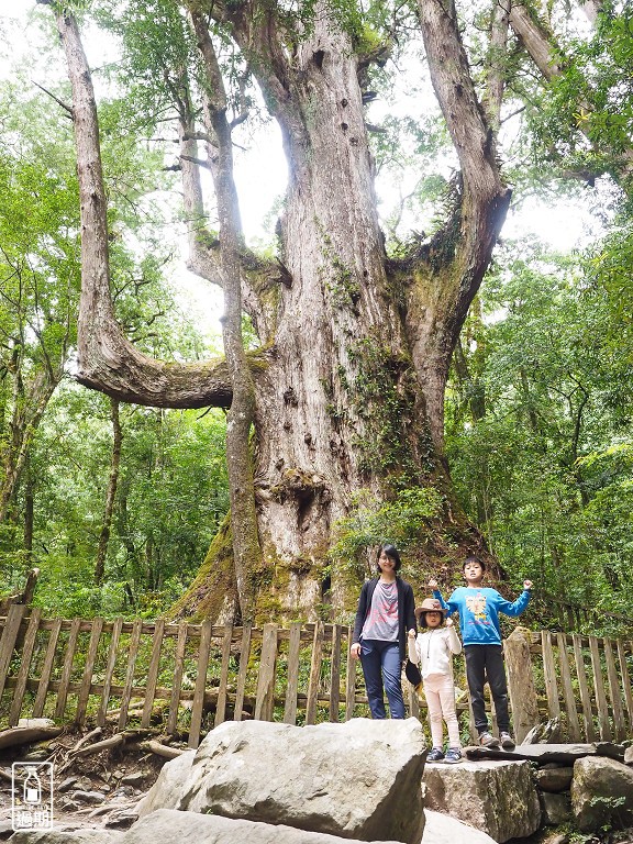 司馬庫斯神木群步道