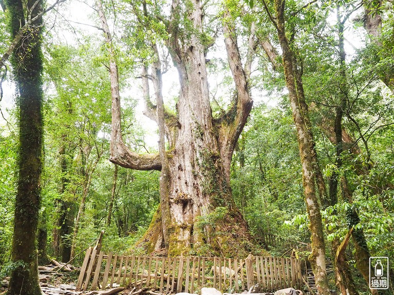 司馬庫斯神木群步道