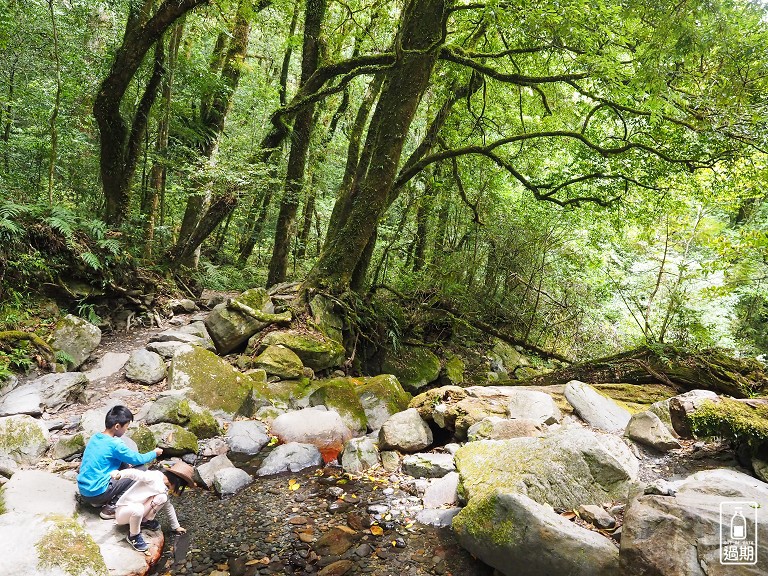 司馬庫斯神木群步道