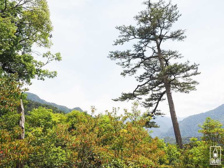 司馬庫斯神木群步道