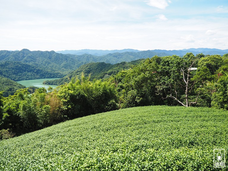 八卦景觀茶園