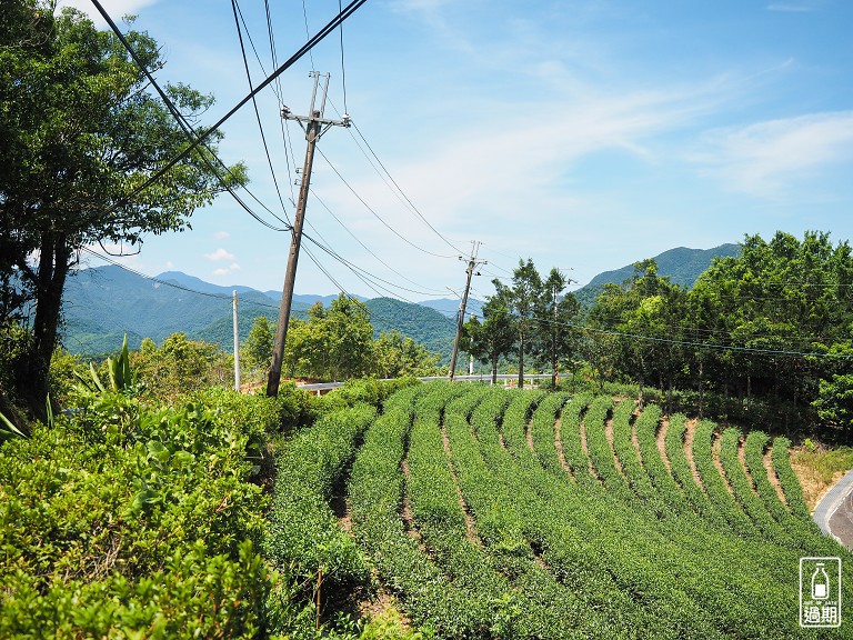 八卦景觀茶園