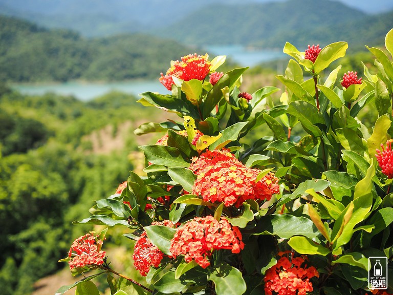 八卦景觀茶園