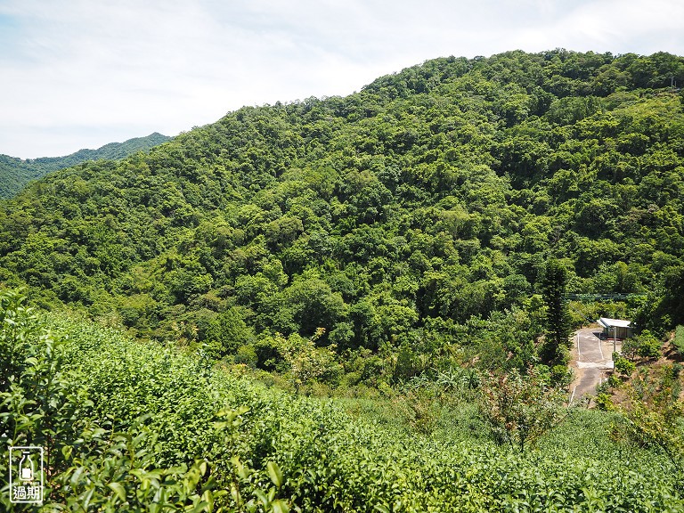 八卦景觀茶園