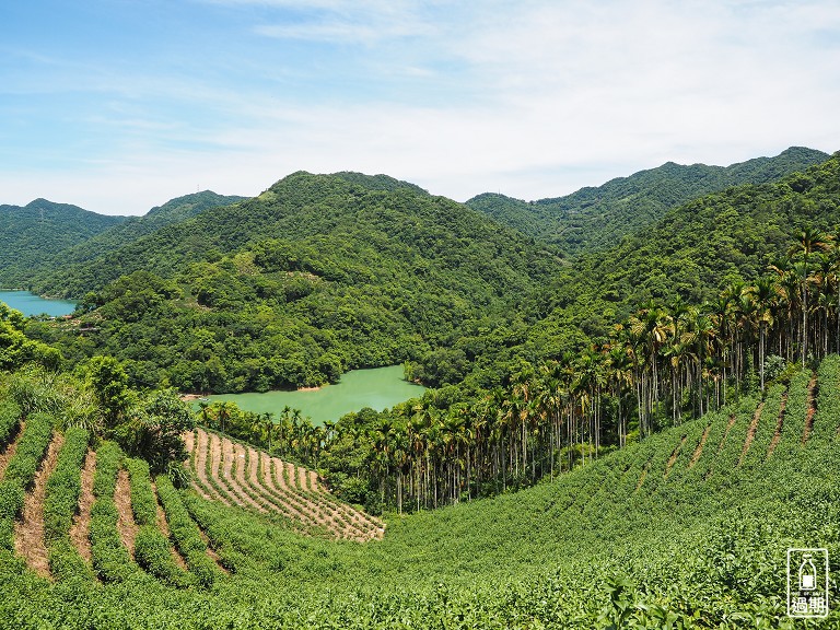 八卦景觀茶園