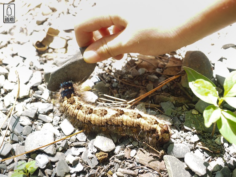 奧萬大國家森林遊樂區