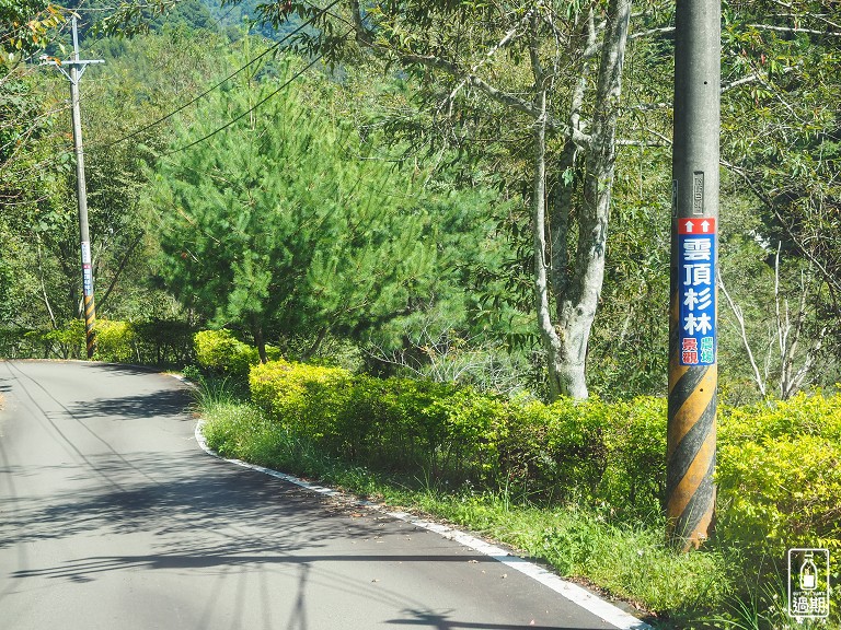 雲頂杉林