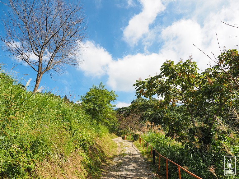 雲頂杉林