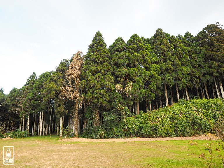 雲頂杉林