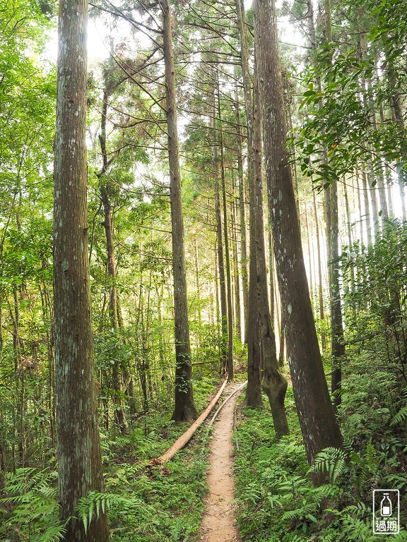 雲頂杉林