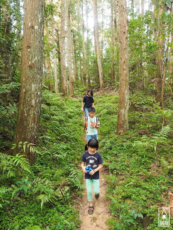 雲頂杉林