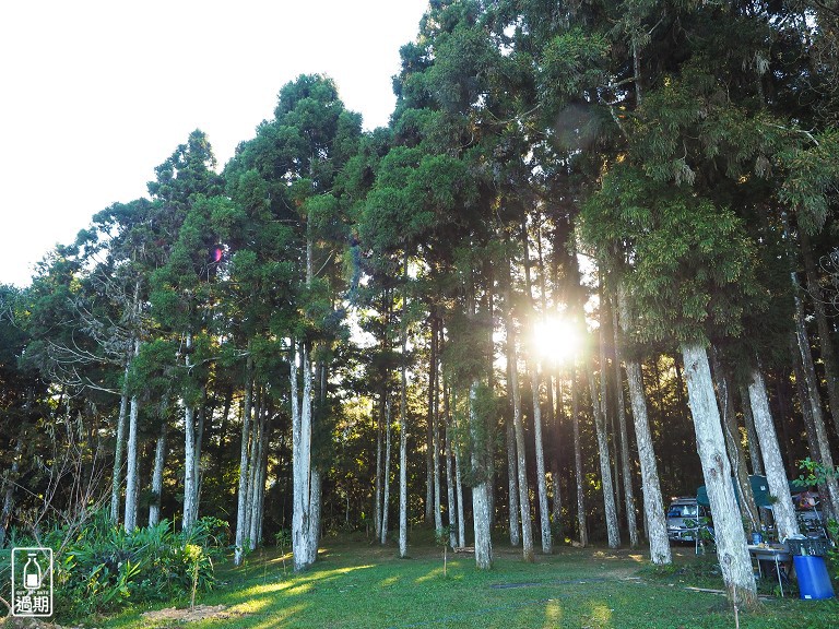 雲頂杉林