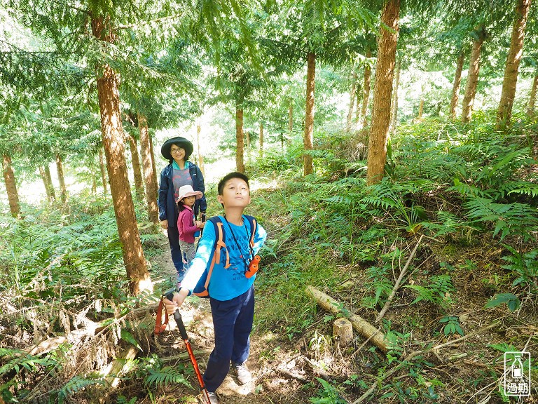 雲頂杉林