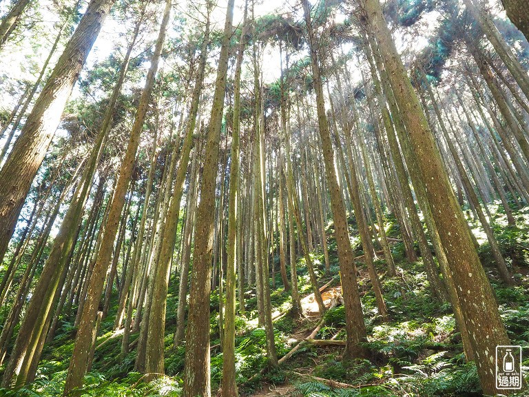 雲頂杉林