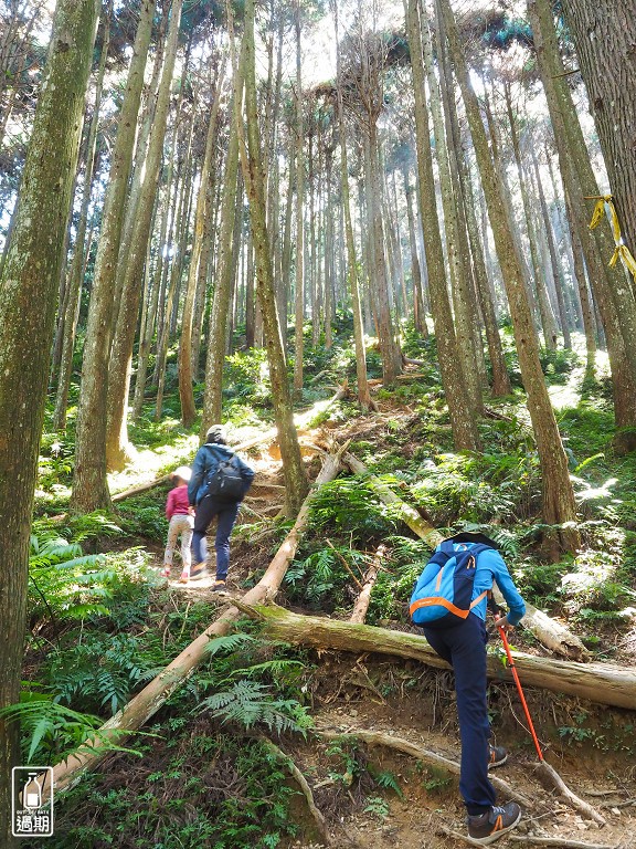 雲頂杉林