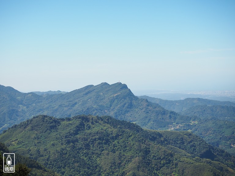 雲頂杉林