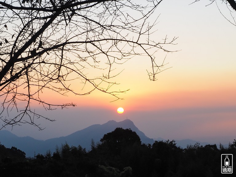 雲頂杉林