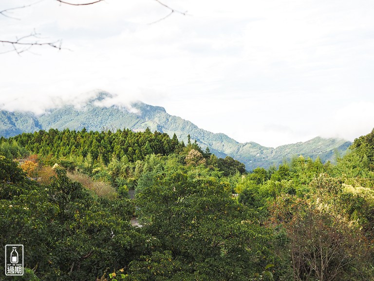 雲頂杉林