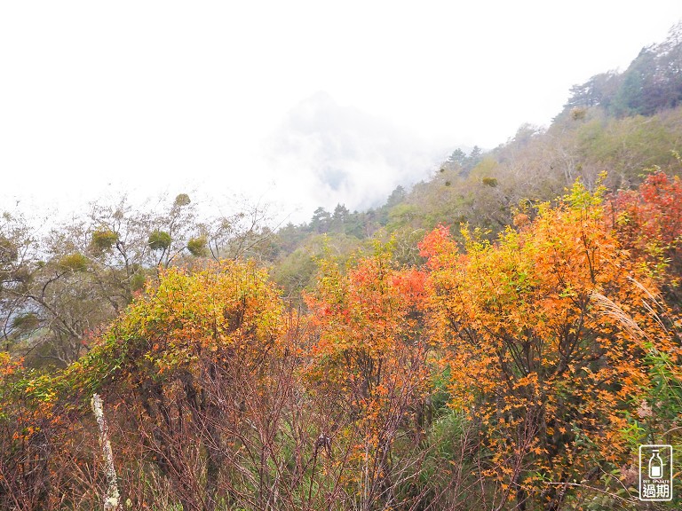 觀霧山莊露營區