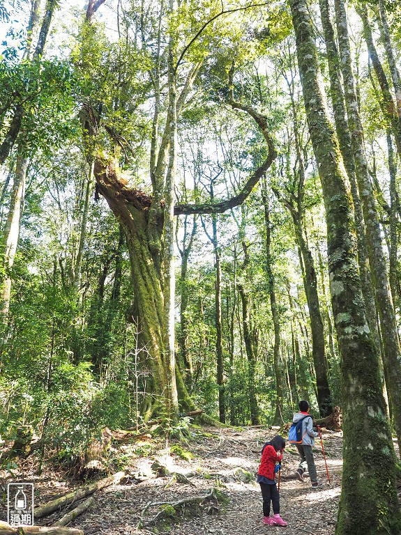 觀霧山莊露營區