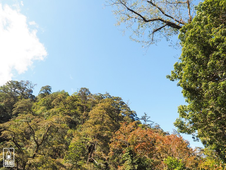 觀霧瀑布步道