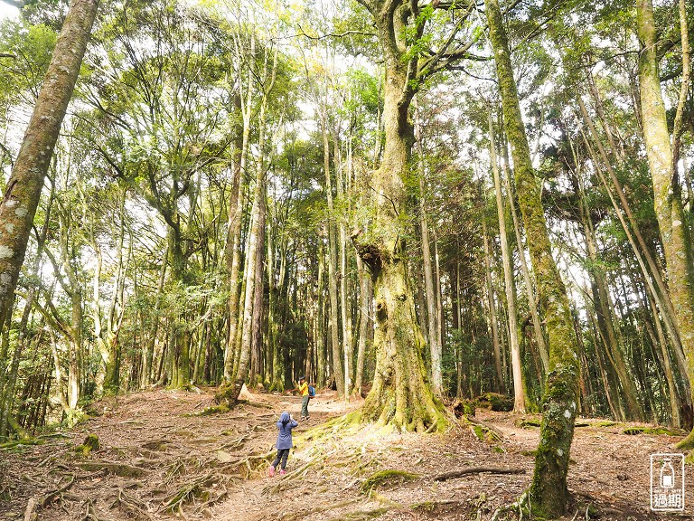 觀霧瀑布步道