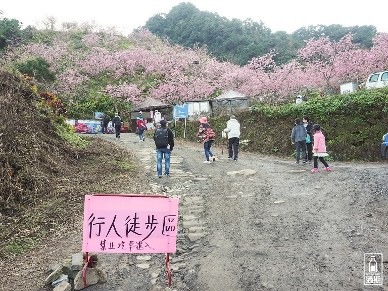 三峽大熊櫻花林