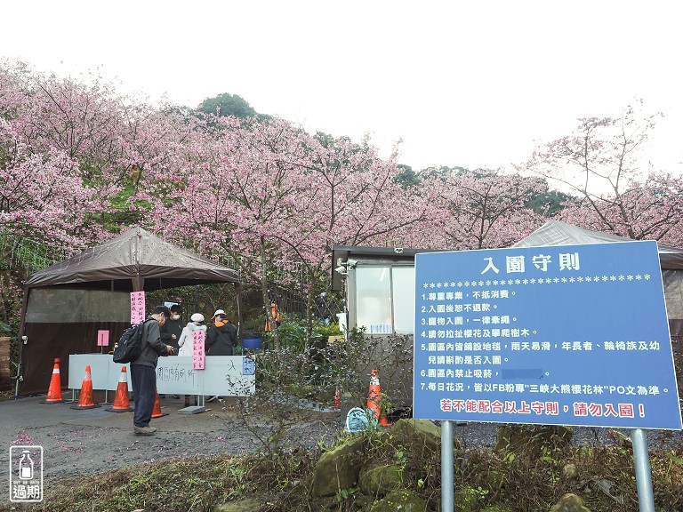 三峽大熊櫻花林