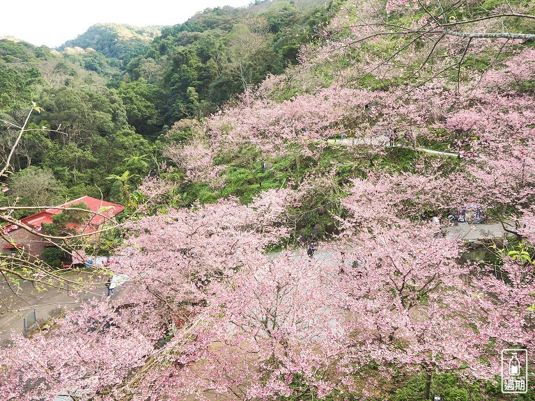 三峽大熊櫻花林