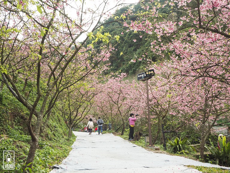 三峽大熊櫻花林